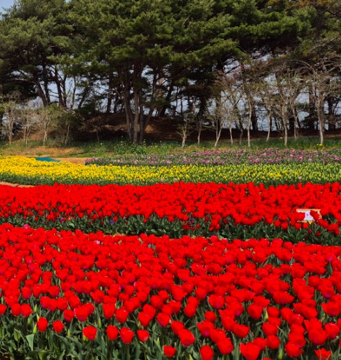 태안 튤립축제 기간 입장료 할인