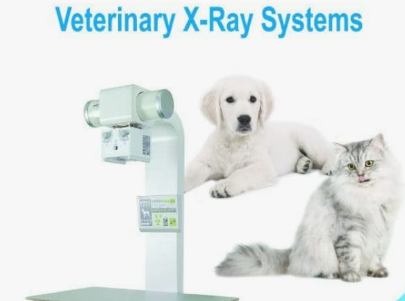 반려동물 X레이 촬영 가이드 관련 사진