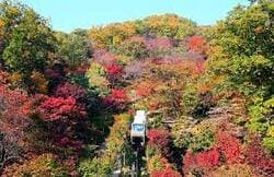 2024 화담숲 모노레일 예약방법 가을 단풍