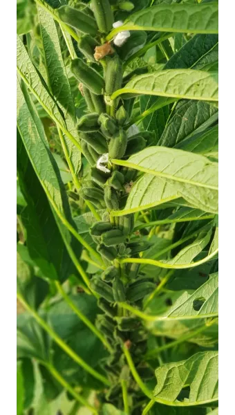 참깨 재배 돌려짓기 도복 방지 탈립 주의_9