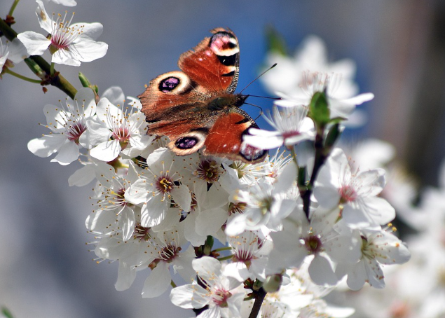 전국 벚꽃 축제 일정 총정리