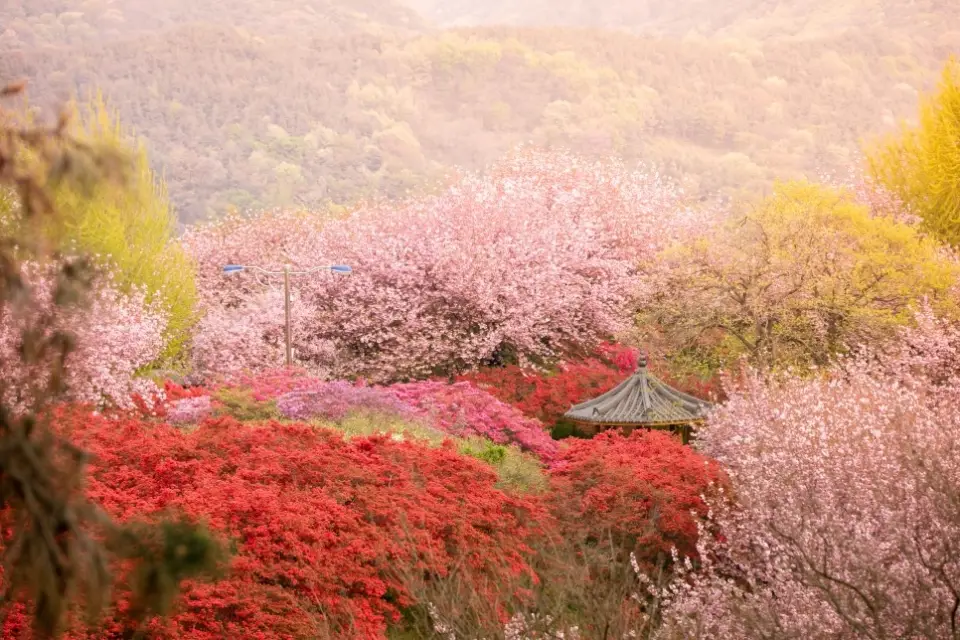 전주 완산칠봉꽃동산2