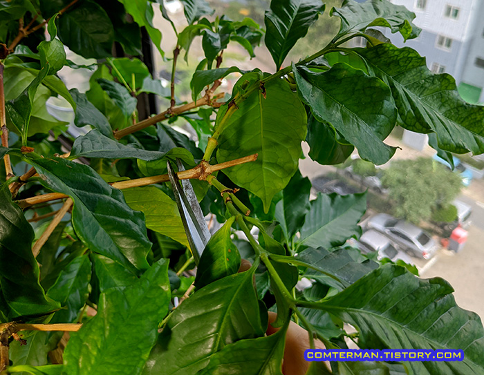 커피나무 키우기