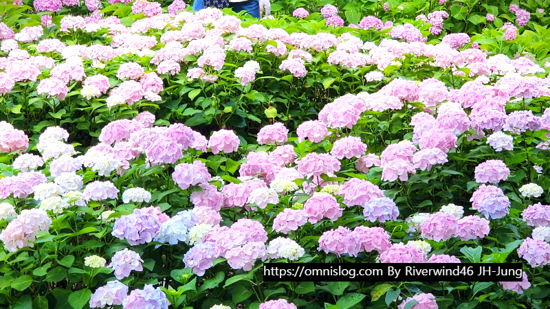 수국 水菊 hydrangea flower