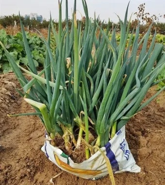 텃밭 대파 키우는 방법 파종 시기_6