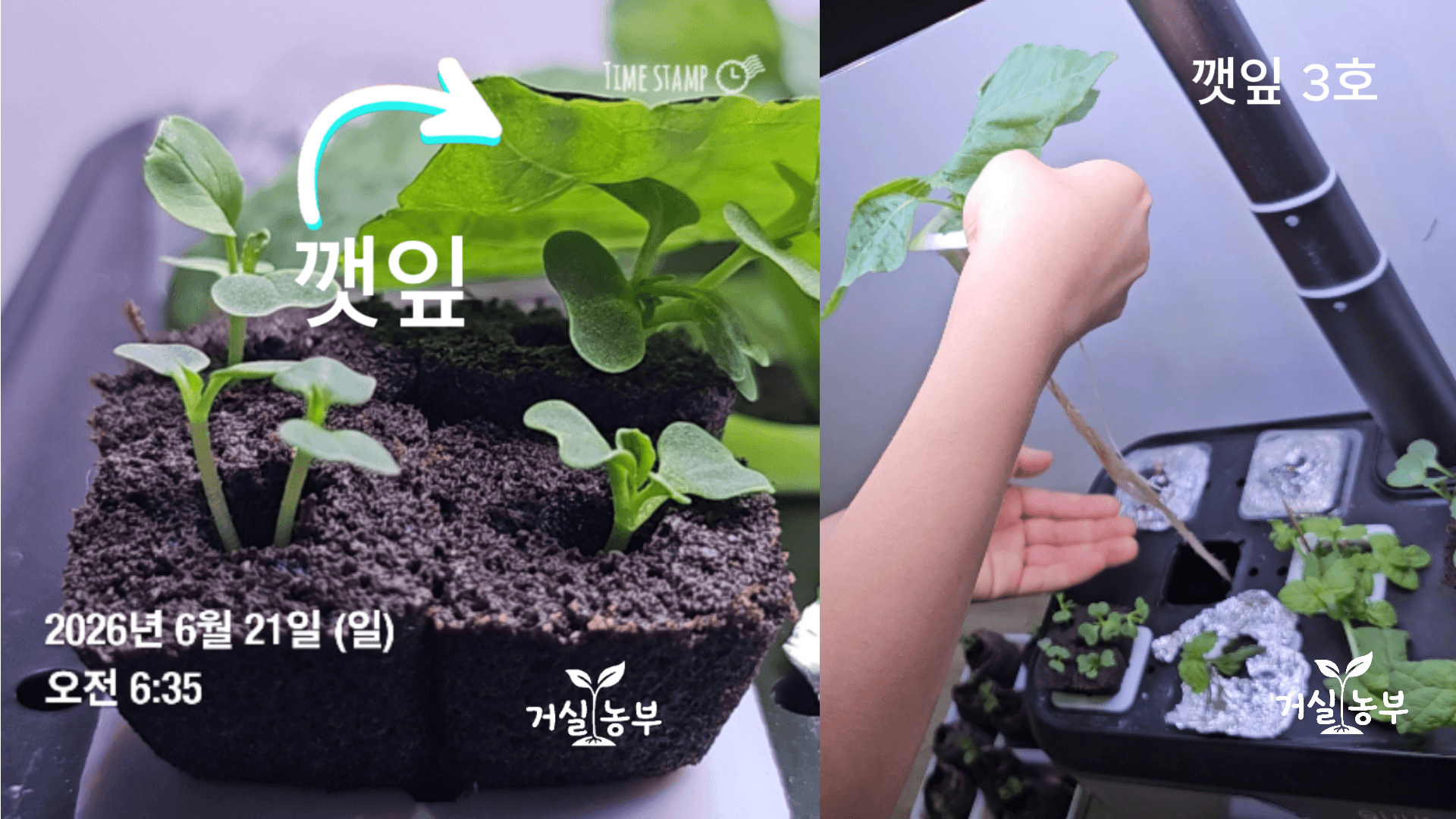 기존 수경재배기에서 더 키운 뒤 잎과 뿌리가 자란 깻잎 3호