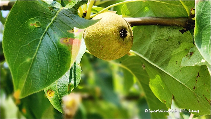 돌배나무(Pyrus ussuriensis)와 돌배 효능