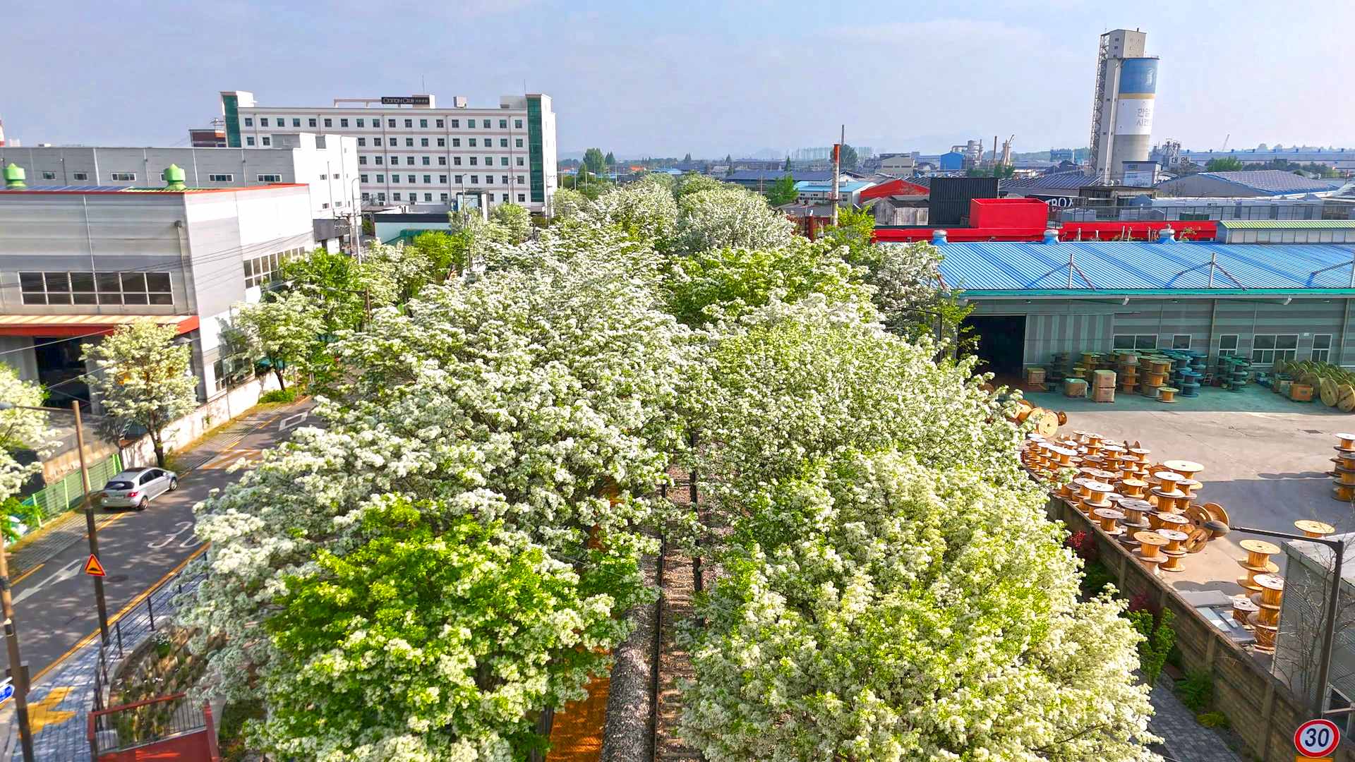 전주 팔복동 이팝나무 철길