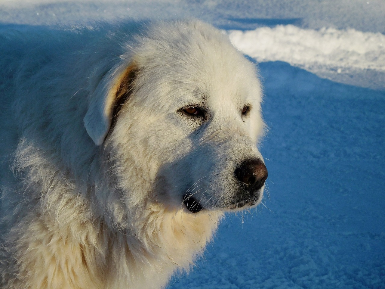 그레이트 피레니즈(Great Pyrenees)
