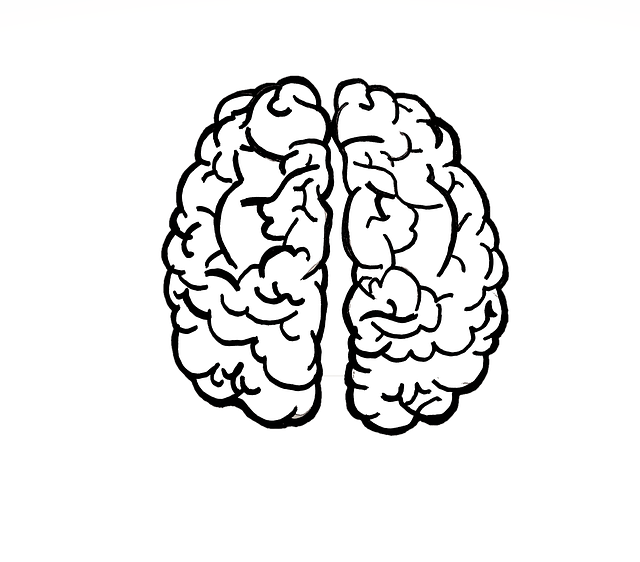 인간의 뇌 사진