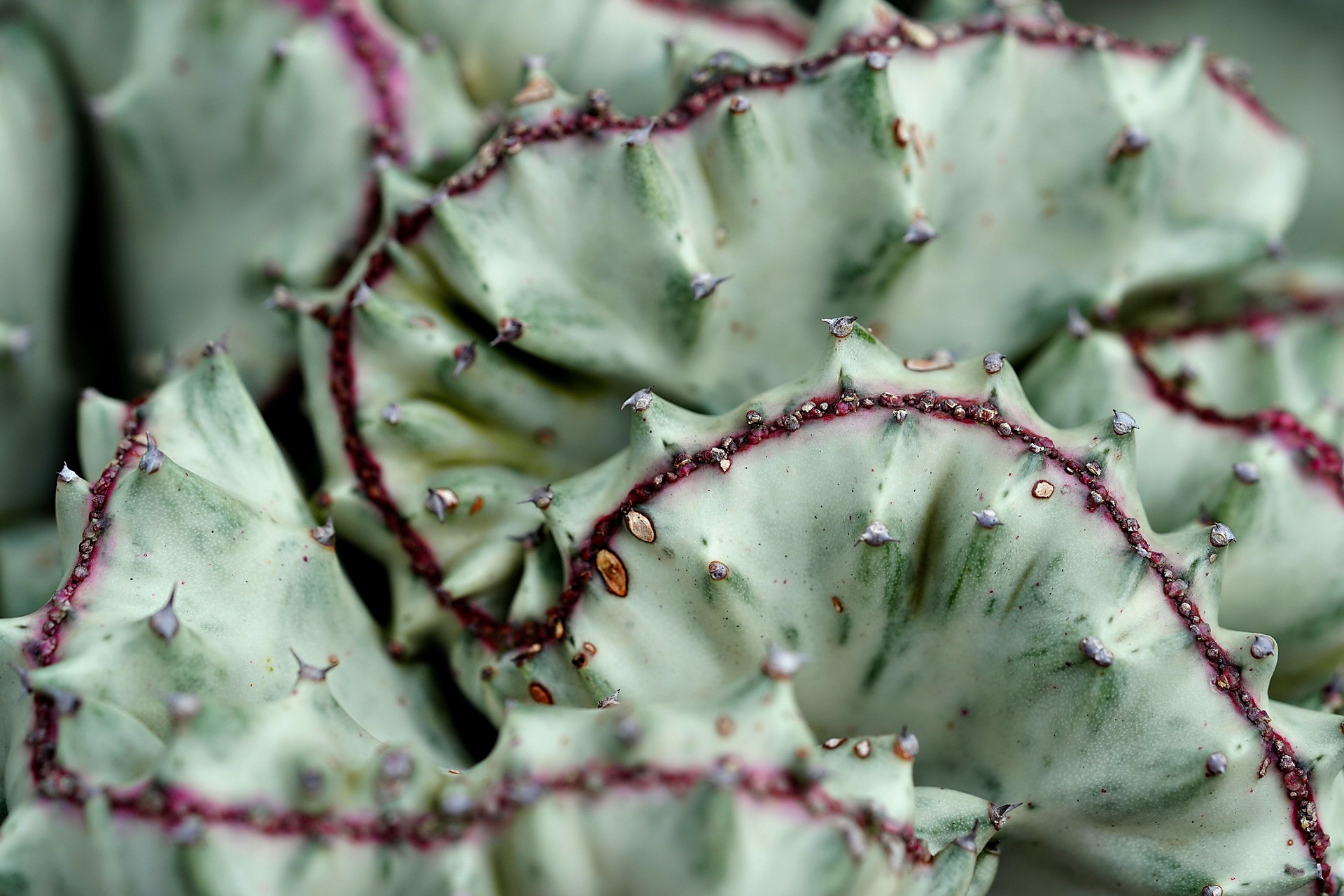 희귀 멸종위기 식물