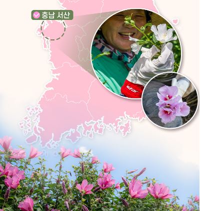 무궁화다이어트 후기