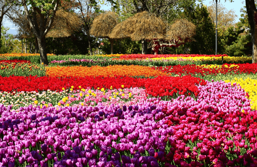 에버랜드 튤립 이미지