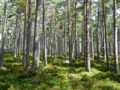 저공해차 스티커 발급