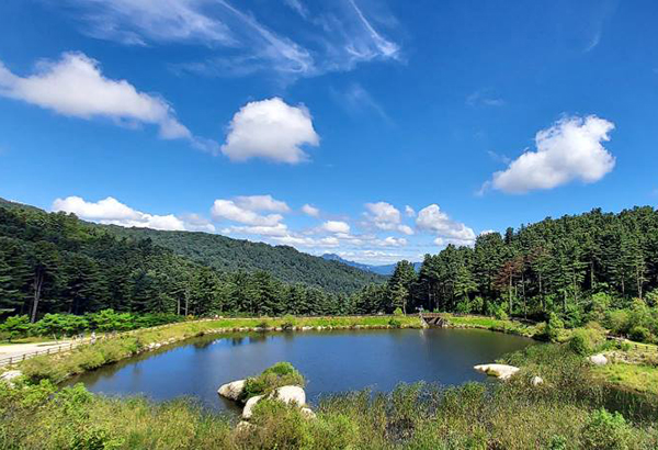 가평 잣향기푸른숲 예약