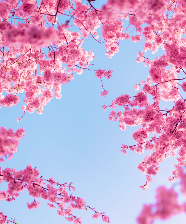 화개장터-쌍계사-벚꽃축제-관광코스-먹거리-관광안내