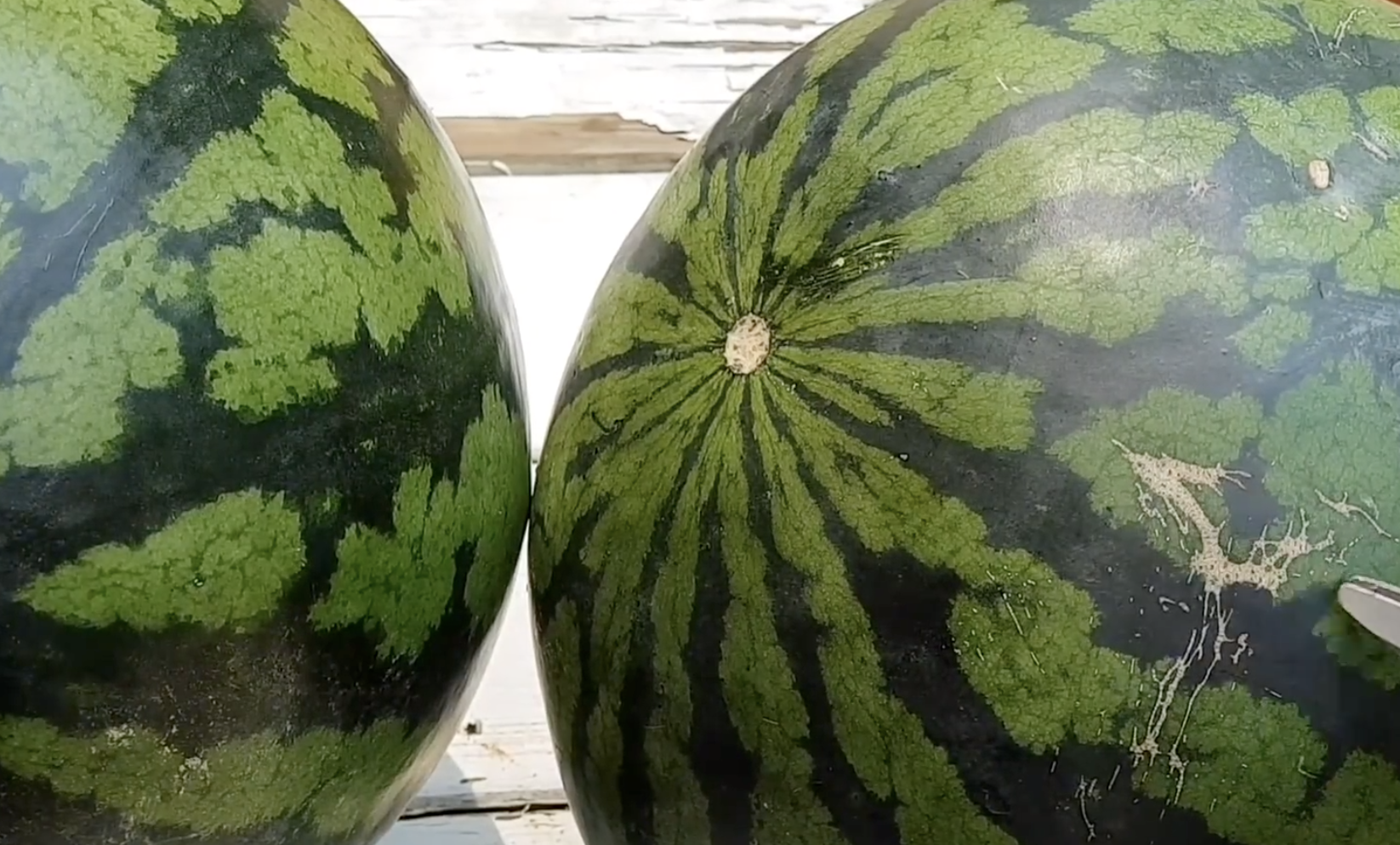 겉에 상처가 많은 수박이 맛있는 수박