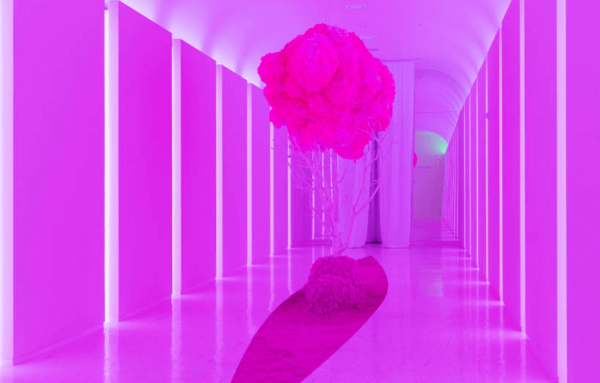 녹테마레 위드미디어 보라섹 나무