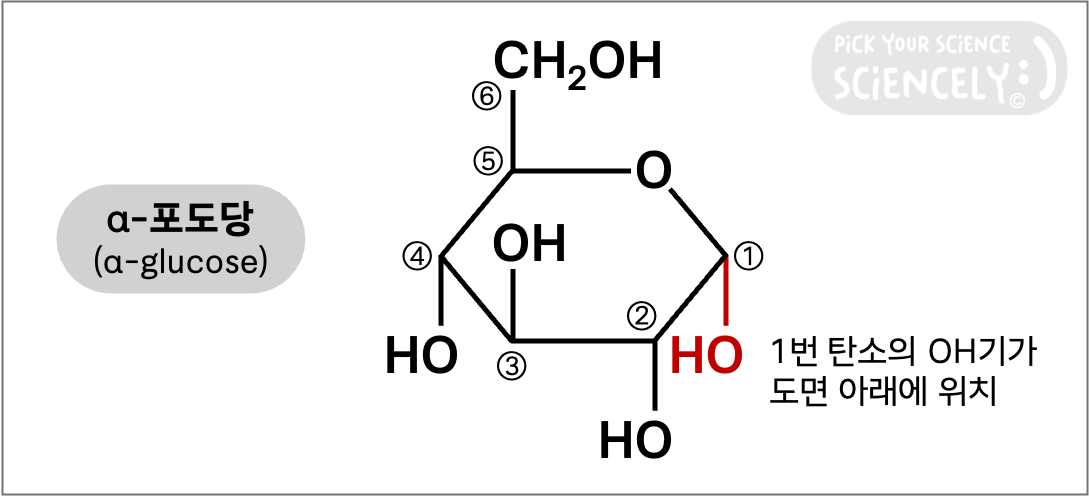 식물 전분 녹말 포도당 분자 구조, 알파포도당, 베타포도당, 수산기, OH기, C6H12O6