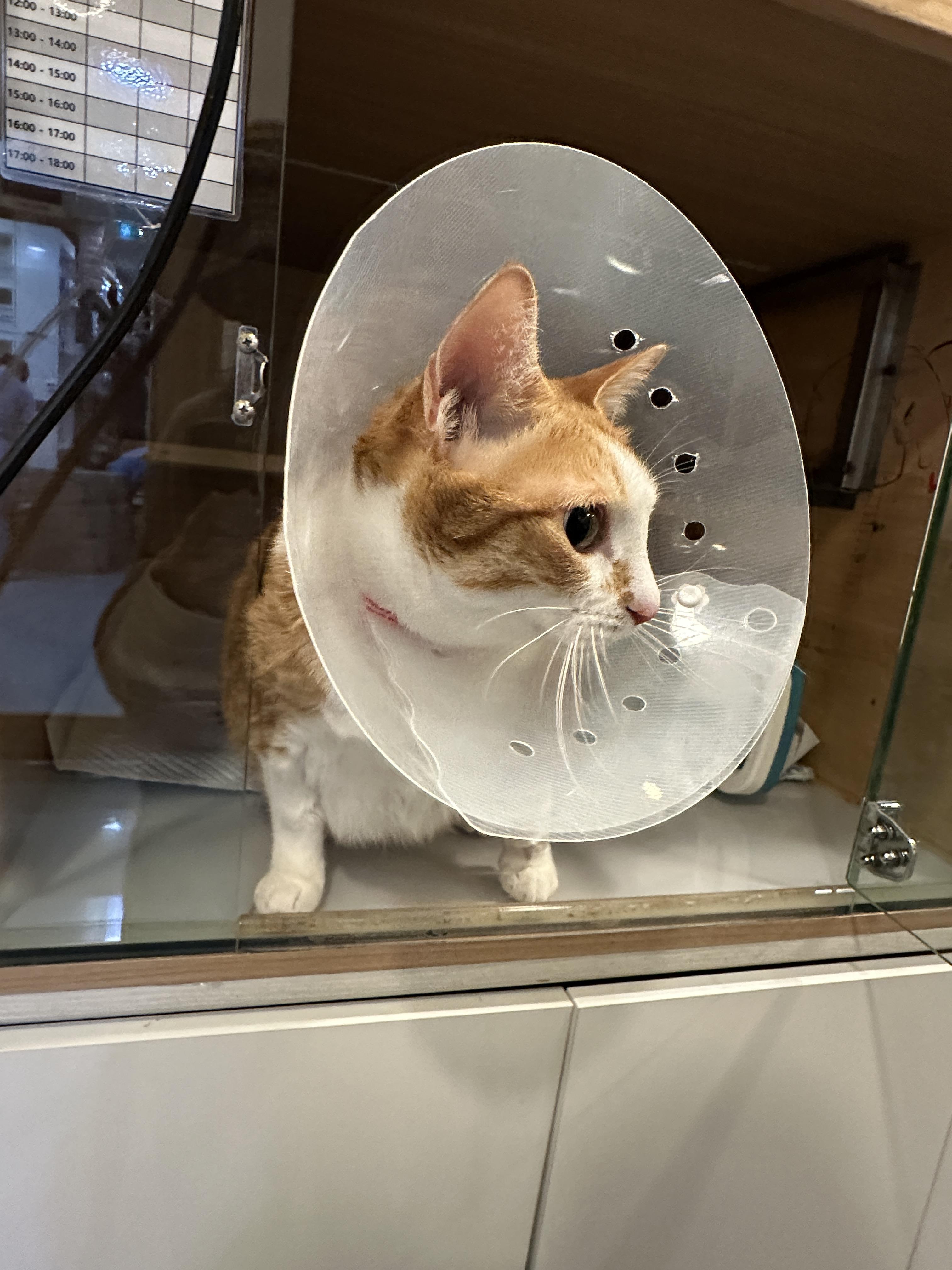 입원한_호야_고양이_담관염_췌장염_2