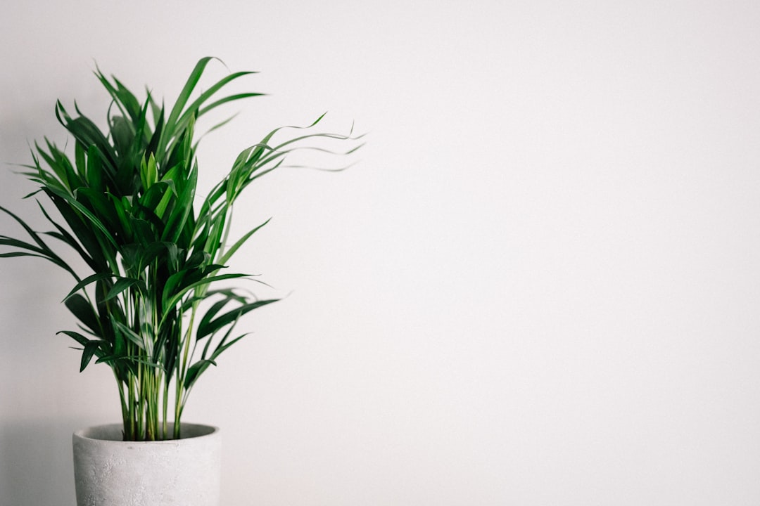 Indoor Plants