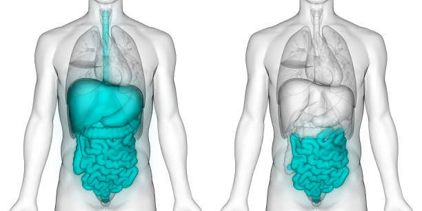체했을때 증상은 어떤 원리로 발생하는 걸까요? 음식이 소화되는 과정과 체했을때 증상들 9가지 알아봤습니다. 증상들을 자세히 읽어보고 참고하시기 바랍니다. 