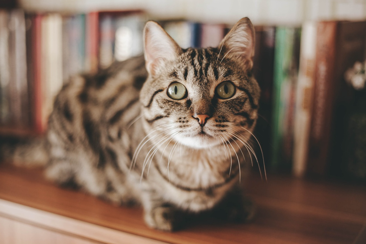 고양이 약 관련 사진