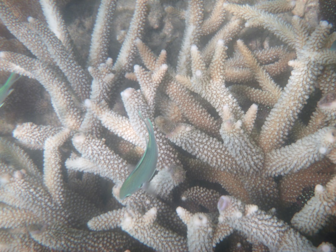 Sponge