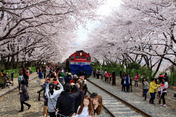 진해 군항제 가는 방법, 일정, 주차, 숙박
