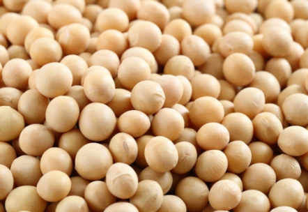 대두