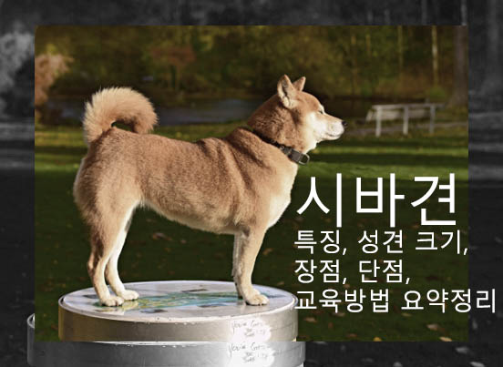 시바견 특징, 성견 크기, 장점, 단점, 교육방법 요약정리