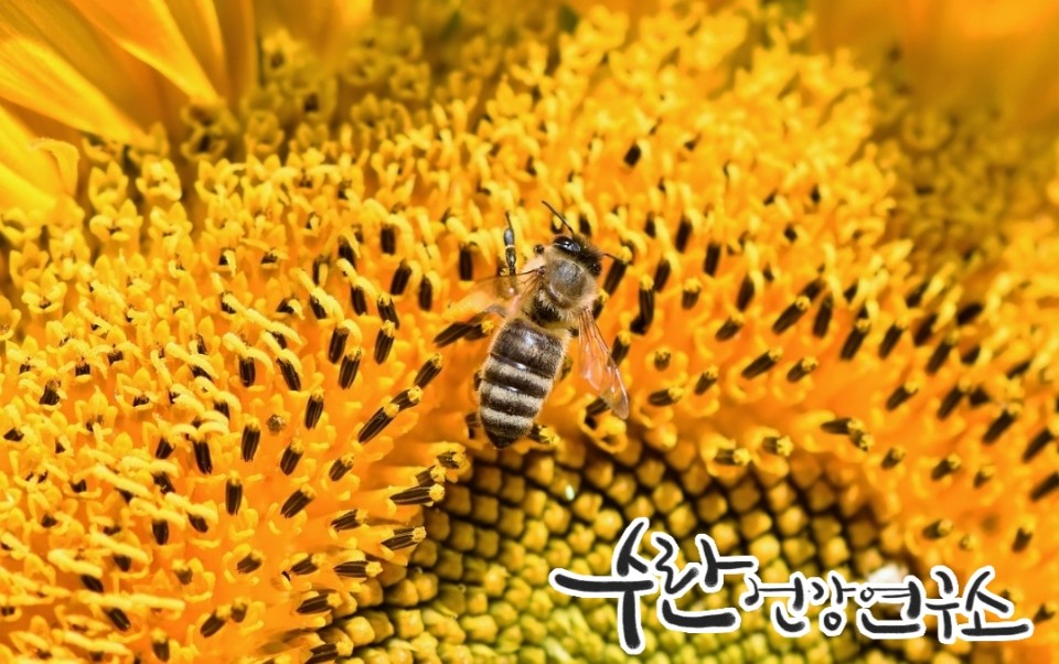 프로폴리스 필름형 원액14