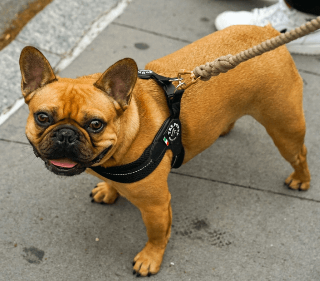 애완용 강아지 종류 및 특징 정리 - 소형 강아지 종류