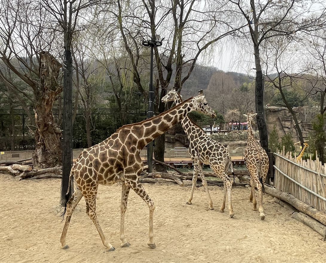 에버랜드 로스트밸리