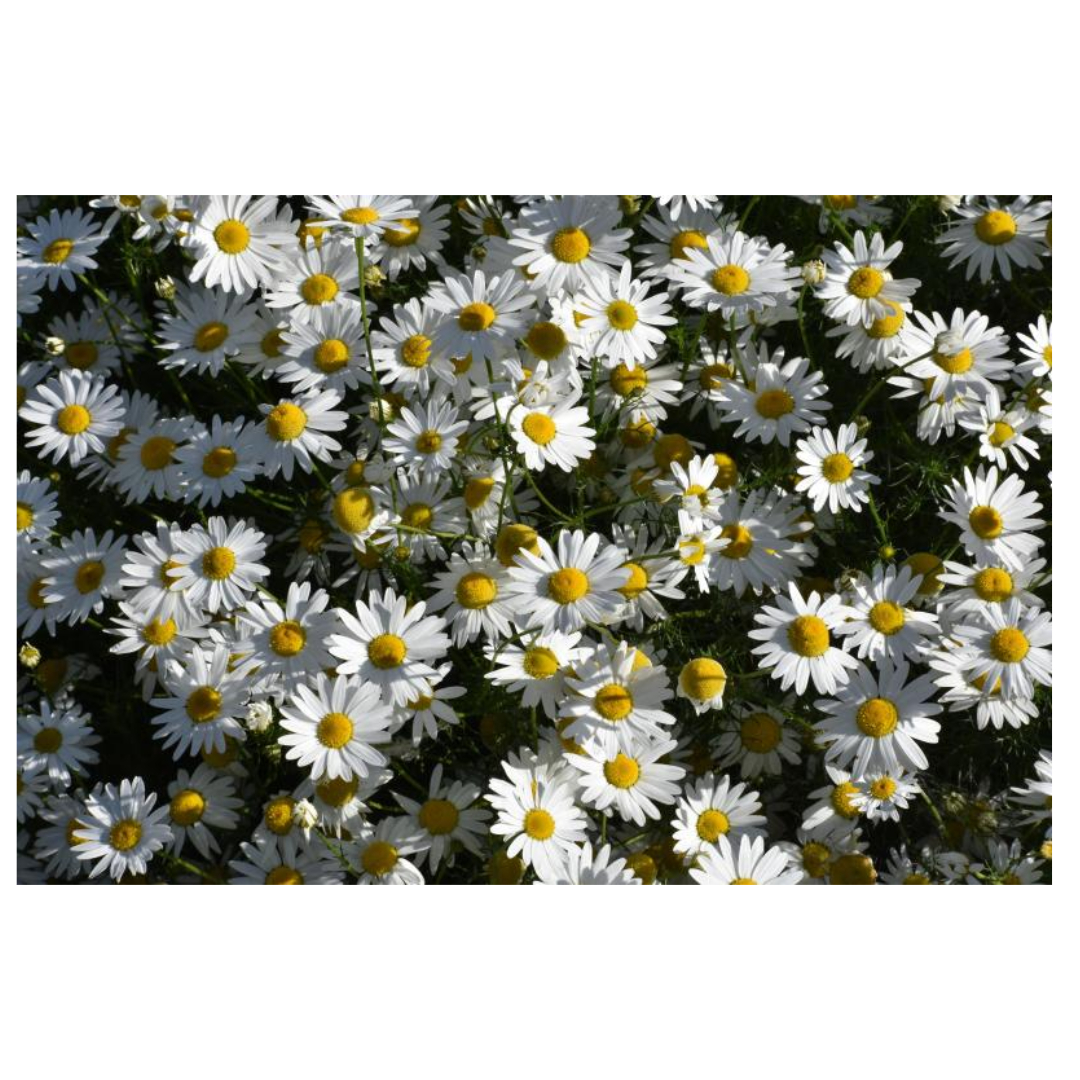 공진단과 관련된 사진입니다.