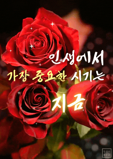 붉은 장미꽃 3송이와 인생에서 가장 중요한 시기는 지금이라는 글귀 이미지