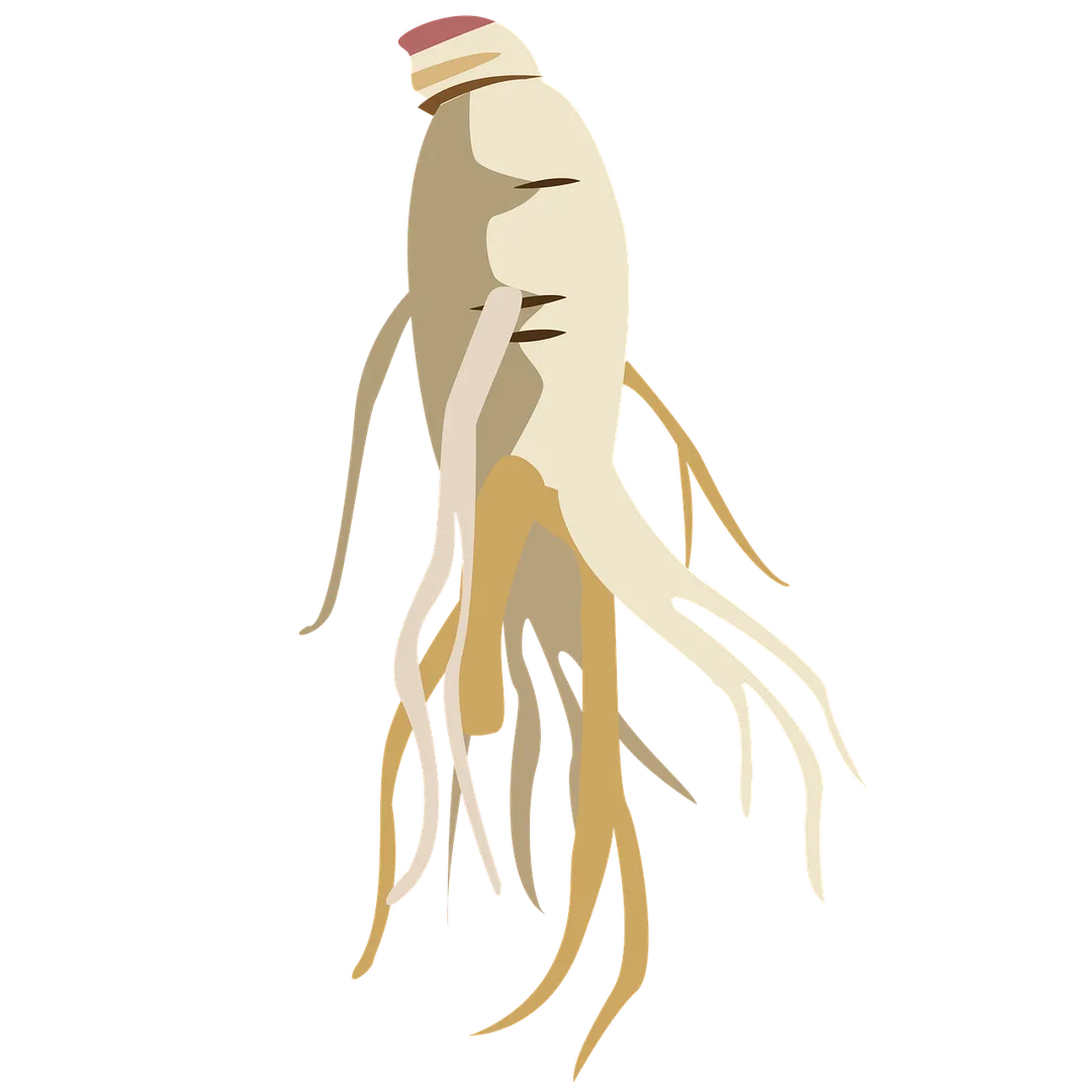 중복 음식 면역력 홍삼 제품 추천 비교