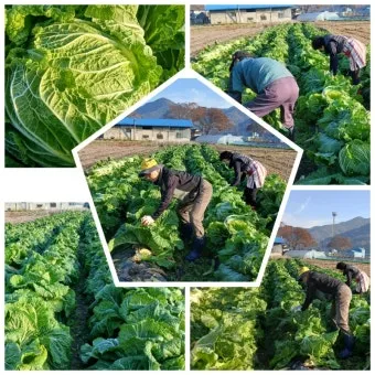 김장 적정 기온 절임 배추 보관 통풍 위치 점검_14