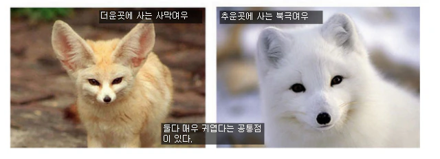 더운곳에 사는 사막여우 추운곳에 사는 북극여우