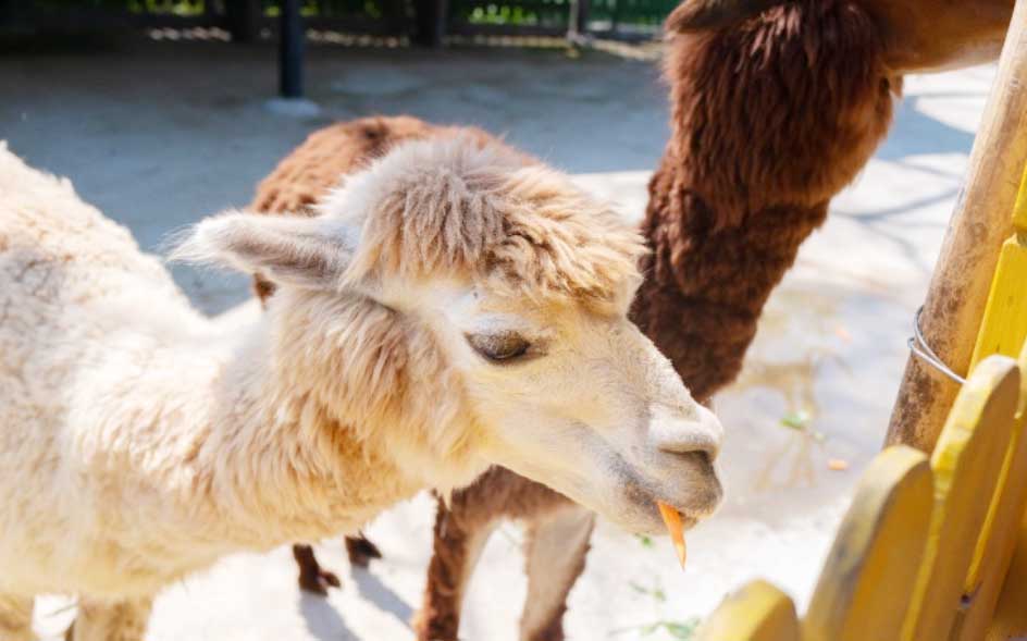 홍천 알파카월드