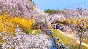 벚꽃축제 지역별 시기 정리