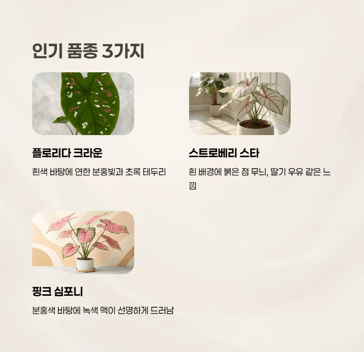 칼라디움 종류