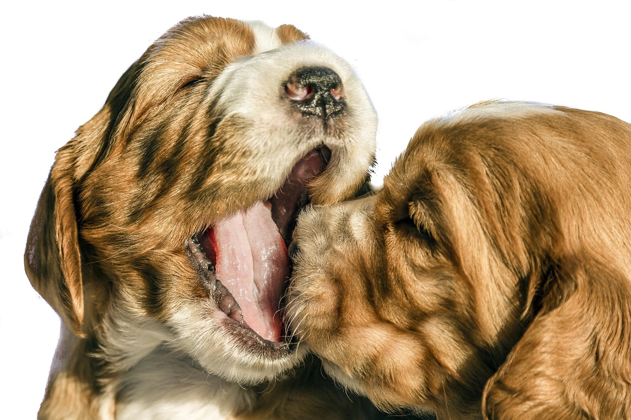 포메라니안 vs 말티즈 비교 : 성격, 털관리, 사회성