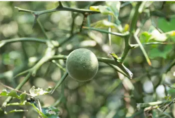 탱자 효능 및 영양성분