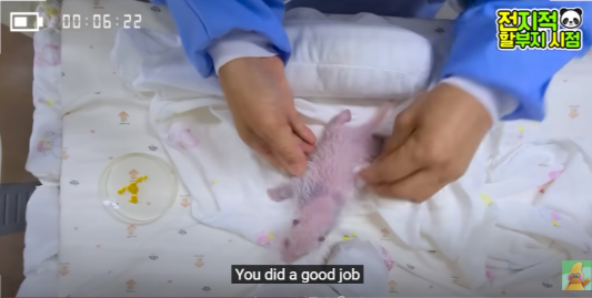 푸바오 생일잔치 판다 번식기