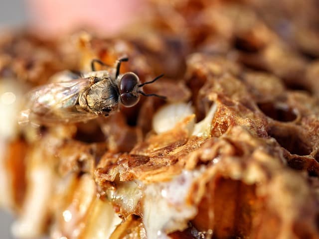 도시 양봉 커뮤니티: 벌과 사람을 연결하는 네트워크