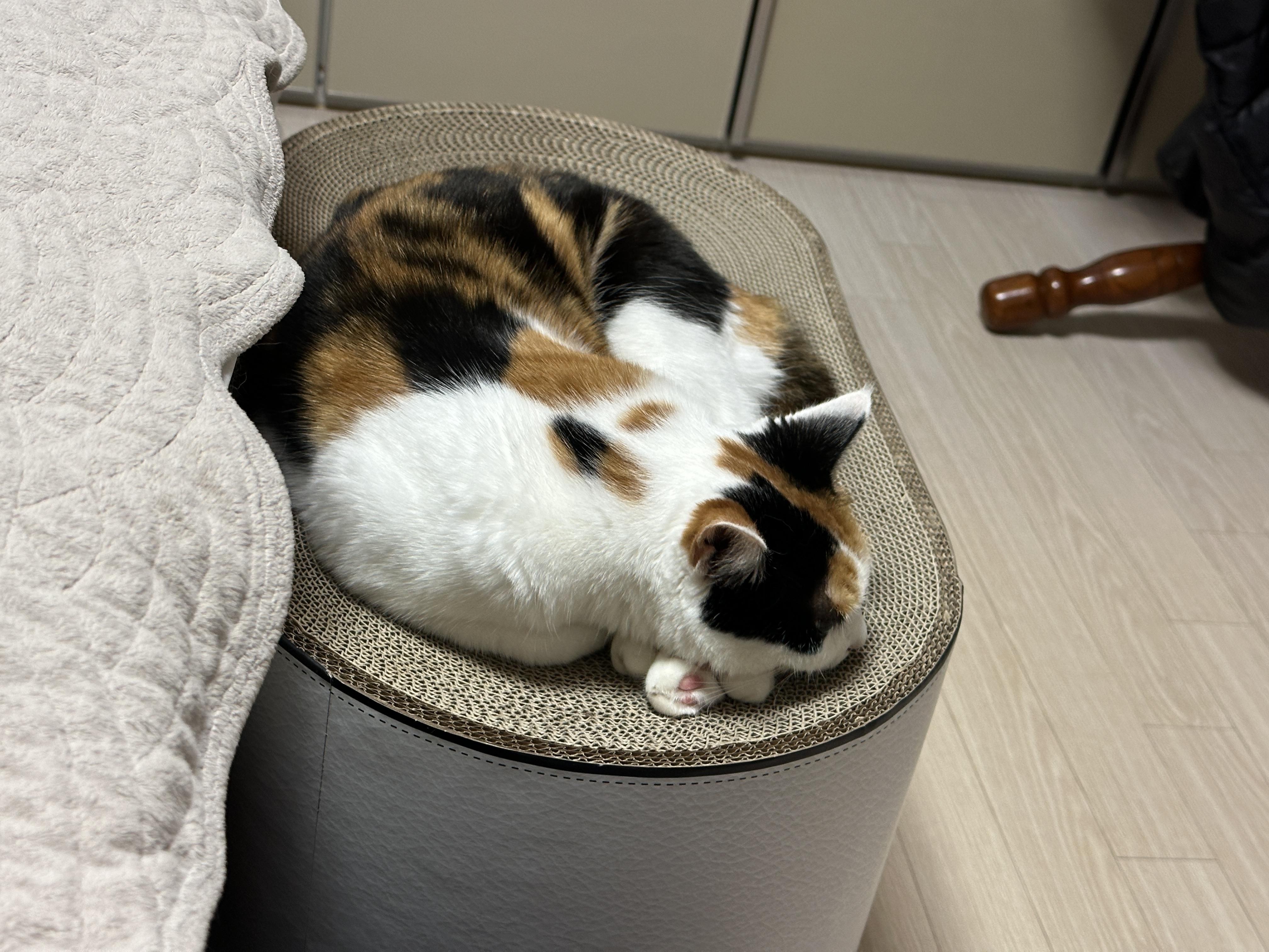 그루밍_다하고_새_스크래쳐_위에서_자리잡고_자는_삼색이고양이_요미