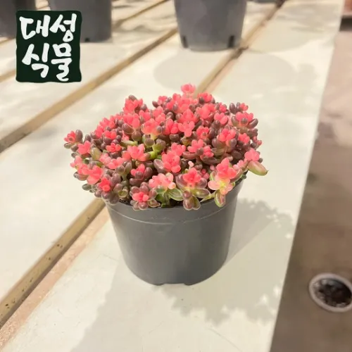 다육이 물주기 환기요령 일조량관리 여름과 겨울 관리법_7