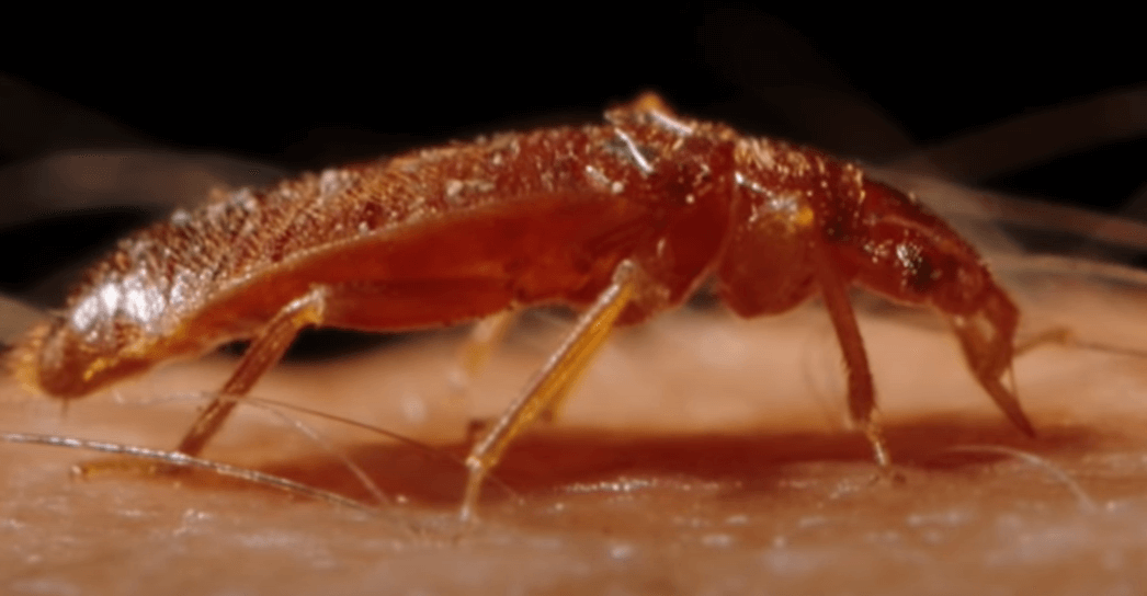 배고 홀쪽한 빈대가 피부에 입을 꽂고 있는 빈대