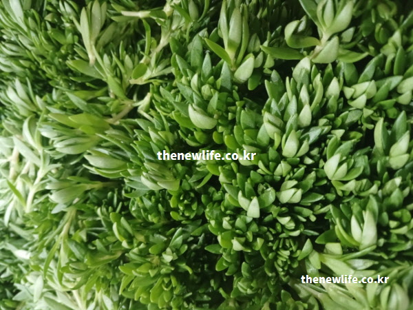 혈관 탄력을 유지하고 성인병 예방에 도움을 주는 싱싱하고 빽빽하게 자란 돌나물 실물